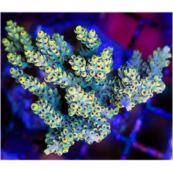 Acropora IT