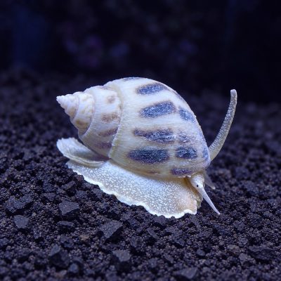 Nassarius sp.