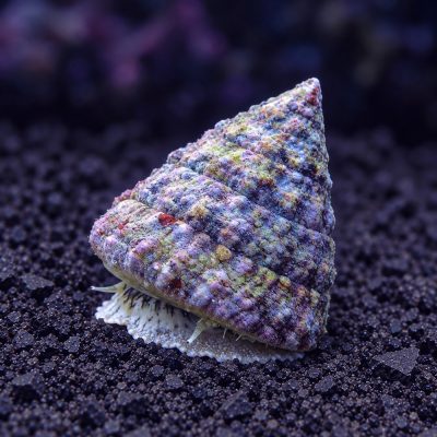 Tectus sp.