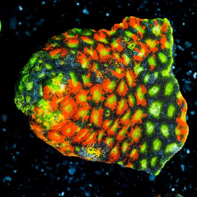 Acanthastrea Echinata