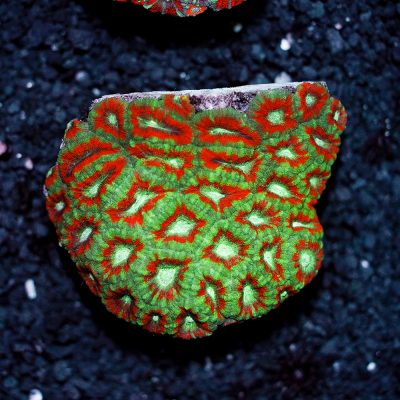 Acanthastrea Lordhowensis