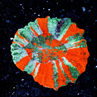 Acanthophyllia Deshajesiana Grade A