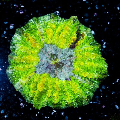 Acanthophyllia Deshajesiana Grade B
