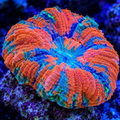 Acanthophyllia Deshajesiana Rainbow