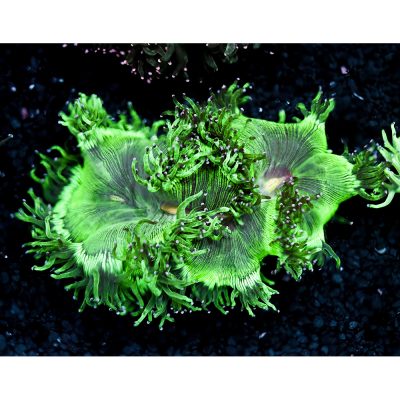 Catalaphyllia Jardinei Green Mix