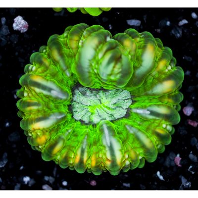 Cynarina Lacrymalis Green