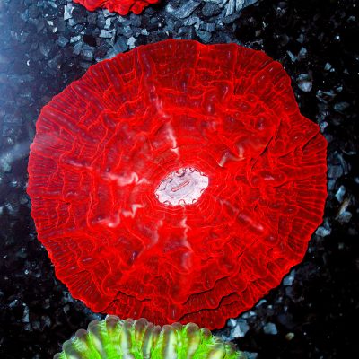 Cynarina Lacrymalis Red
