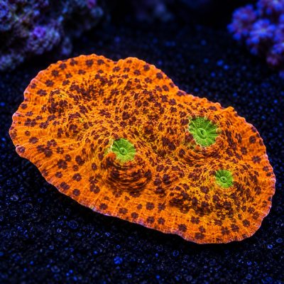 Echinophyllia Sp. Orange Grade A