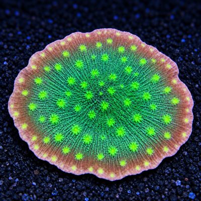 Echinopora Sp.