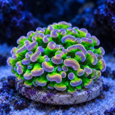 Euphyllia Ancora Green Purple