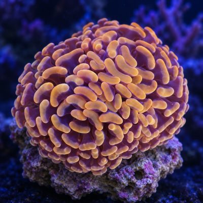 Euphyllia Ancora Orange
