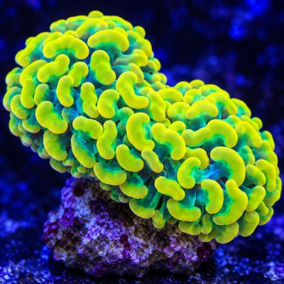 Euphyllia Ancora Yellow