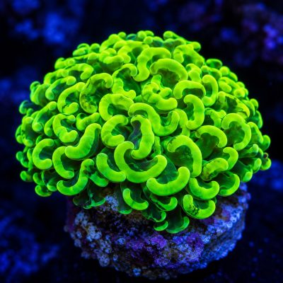 Euphyllia Ancora