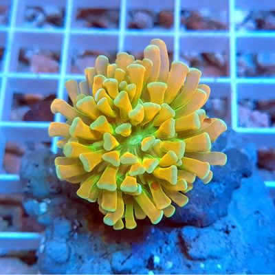Euphyllia Cristata Banana