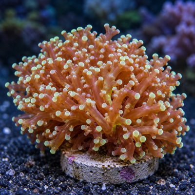 Euphyllia Divisa