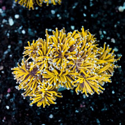 Euphyllia Glabrescens 24K
