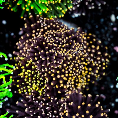 Euphyllia Glabrescens Black