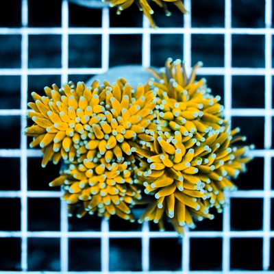 Euphyllia Glabrescens Banana