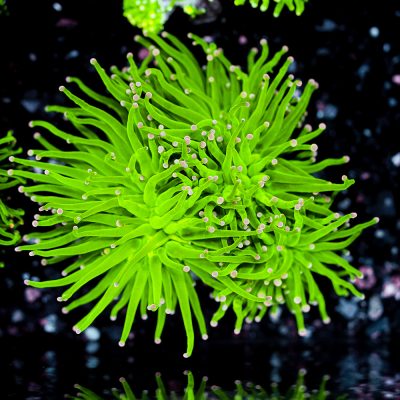 Euphyllia Glabrescens Cotton Candy