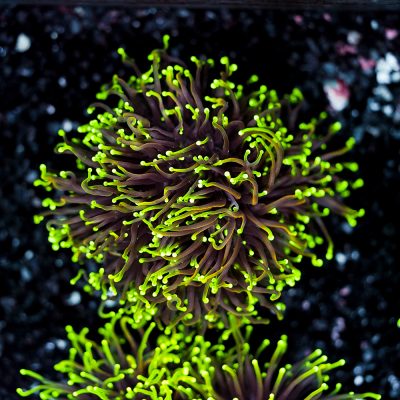 Euphyllia Glabrescens Dragon Soul