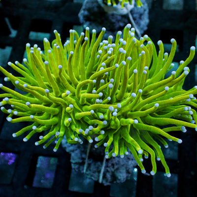 Euphyllia Glabrescens Green Lime
