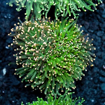 Euphyllia Glabrescens Green Mix