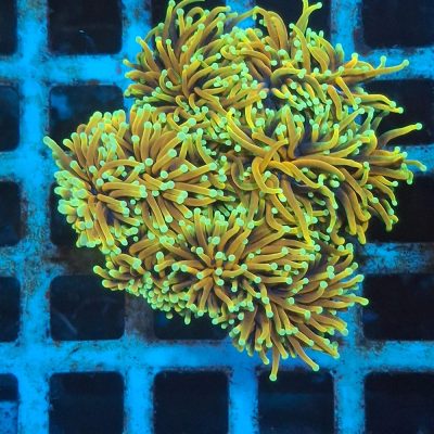 Euphyllia Glabrescens Hellfire