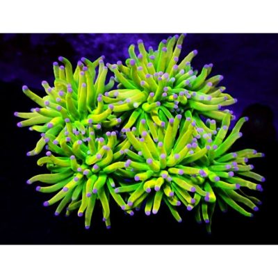 Euphyllia Glabrescens Holy Grail Grade A
