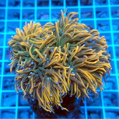 Euphyllia Glabrescens Holy Grail Grade B