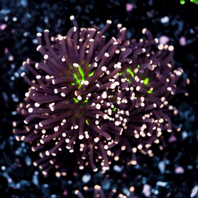 Euphyllia Glabrescens Joker