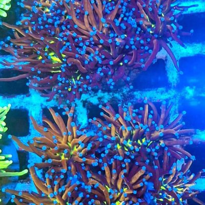Euphyllia Glabrescens New York Knicks
