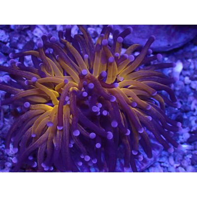 Euphyllia Glabrescens Tiger Yellow/Purple