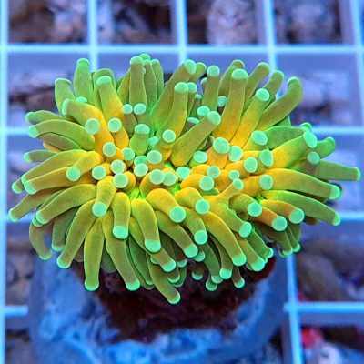 Euphyllia Glabrescens Tiger