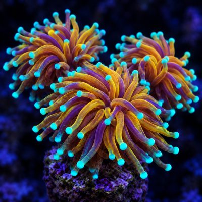 Euphyllia Glabrescens Tiger 2.0