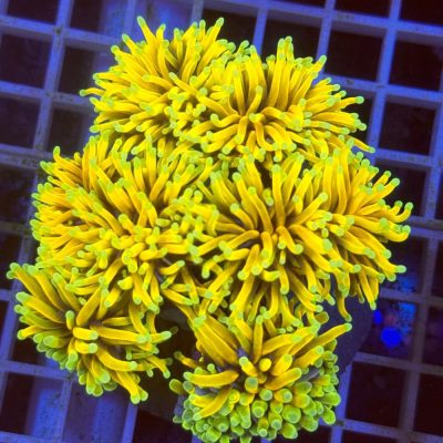 Euphyllia Glabrescens Yellow Dragon Soul