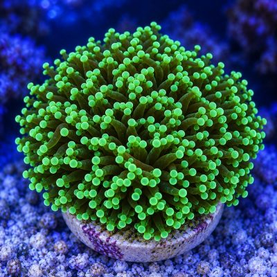 Euphyllia Paradivisa