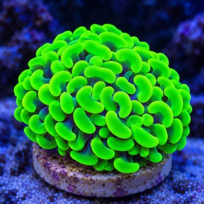 Euphyllia Paraancora Green