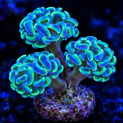 Euphyllia Paraancora Hologram