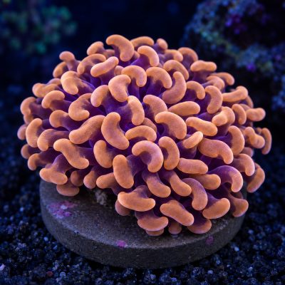 Euphyllia Paraancora Orange