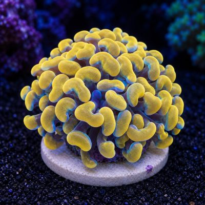 Euphyllia Paraancora Yellow
