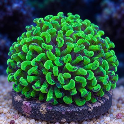 Euphyllia Paraancora