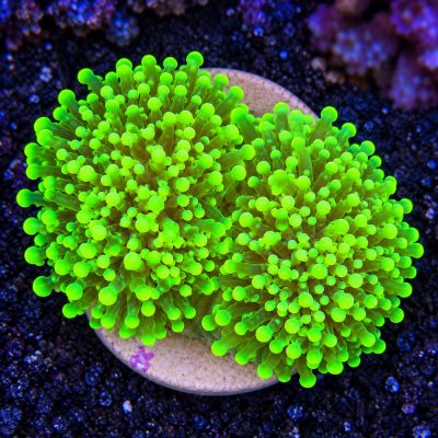 Euphyllia Yaeyamaensis Green