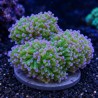 Euphyllia Yaeyamaensis Green Purple