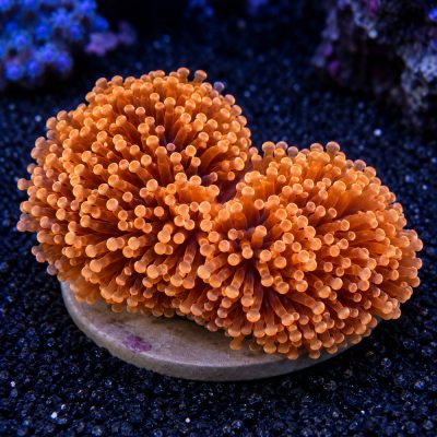 Euphyllia Yaeyamaensis Orange