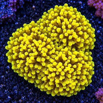 Euphyllia Yaeyamaensis Yellow
