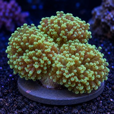 Euphyllia Yaeyamaensis