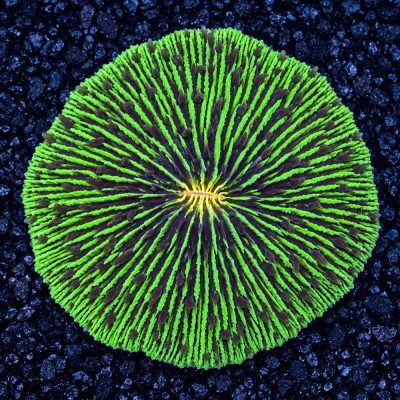 Fungia Sp. Green