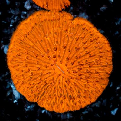 Fungia Sp. Orange