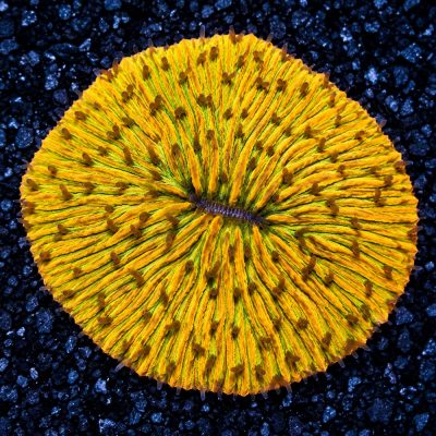 Fungia Sp. Yellow