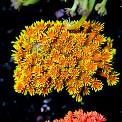 Goniopora Sp. Bicolor